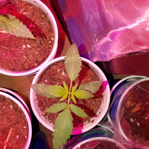 Unknown strain growlog timeline photo