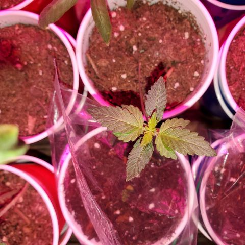 Unknown strain growlog timeline photo