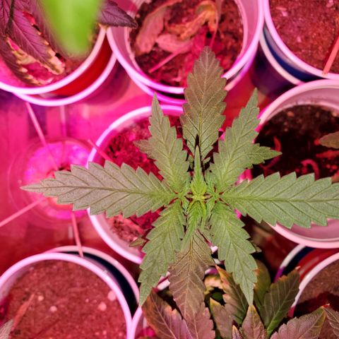 Unknown strain growlog timeline photo