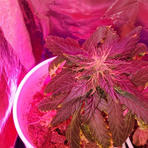 Unknown strain growlog timeline photo