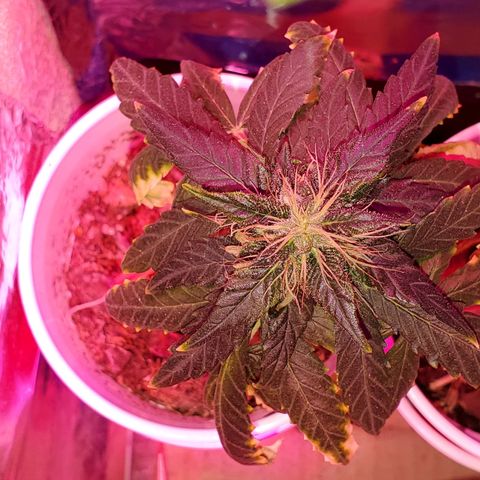 Unknown strain growlog timeline photo