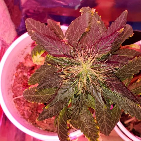 Unknown strain growlog timeline photo