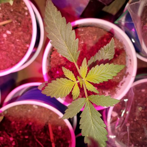 Unknown strain growlog timeline photo
