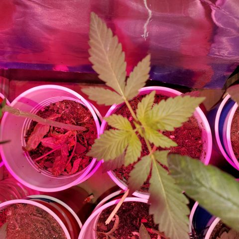 Unknown strain growlog timeline photo