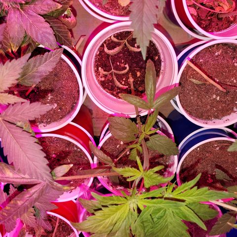 Unknown strain growlog timeline photo