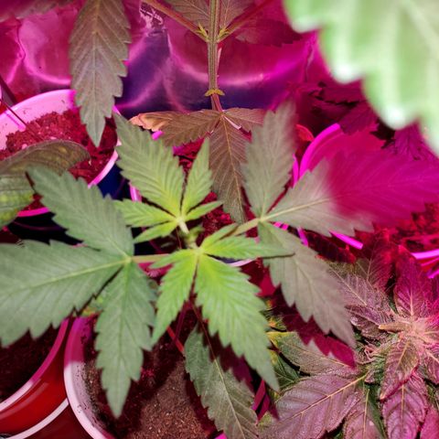 Unknown strain growlog timeline photo