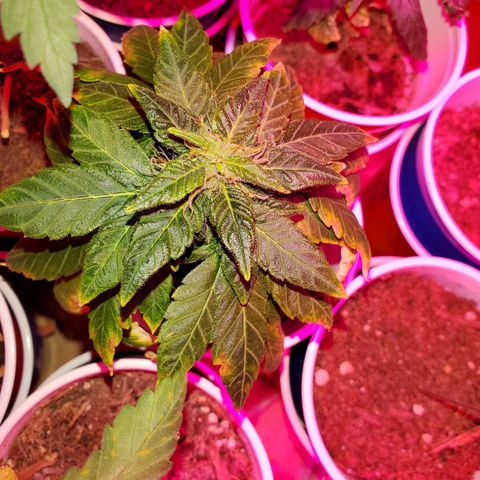 Unknown strain growlog timeline photo