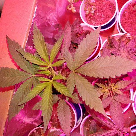 Unknown strain growlog timeline photo
