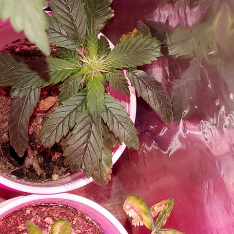 Unknown strain growlog timeline photo
