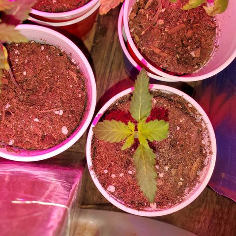 Unknown strain growlog timeline photo