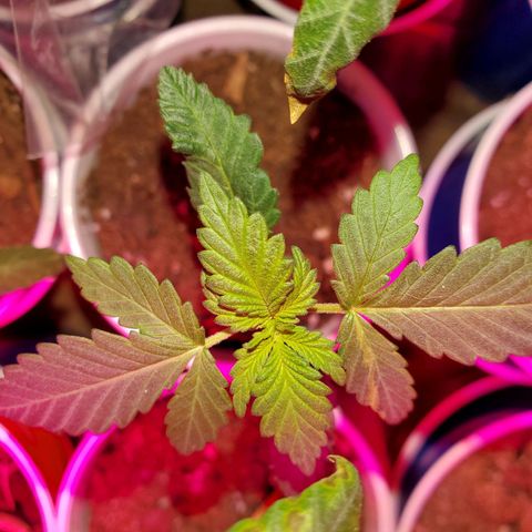 Unknown strain growlog timeline photo
