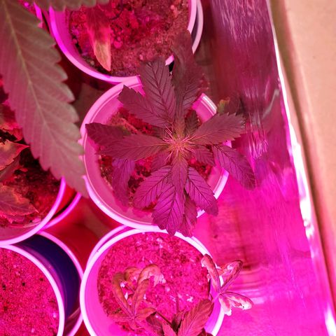 Unknown strain growlog timeline photo