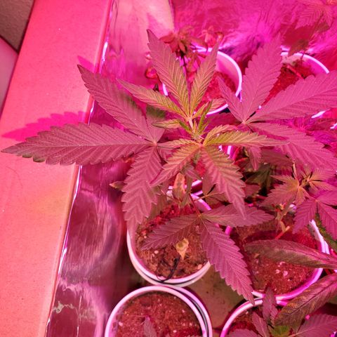Unknown strain growlog timeline photo