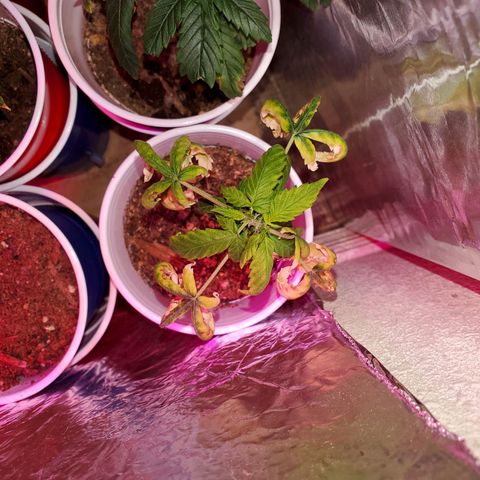 Unknown strain growlog timeline photo