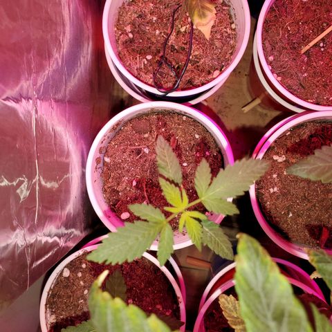 Unknown strain growlog timeline photo