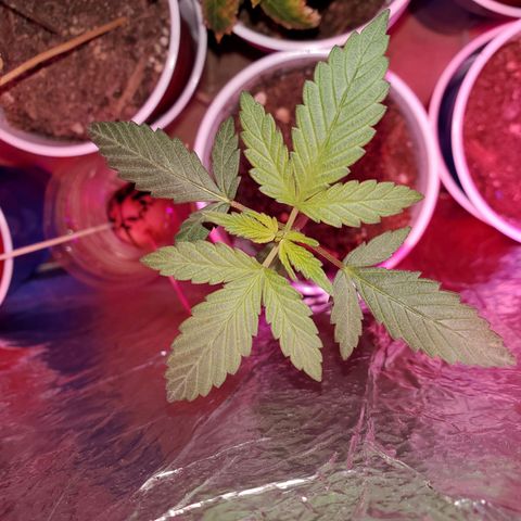 Unknown strain growlog timeline photo