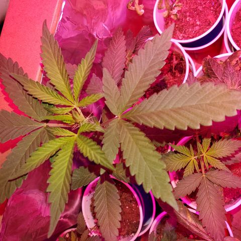 Unknown strain growlog timeline photo