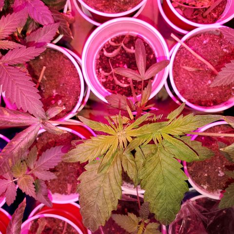 Unknown strain growlog timeline photo