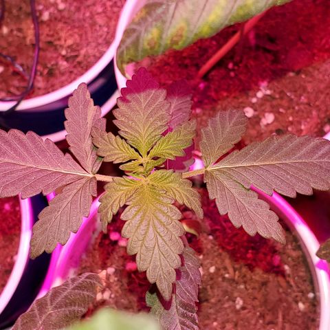 Unknown strain growlog photo: I think I got all deficiencies and toxicities under control 
