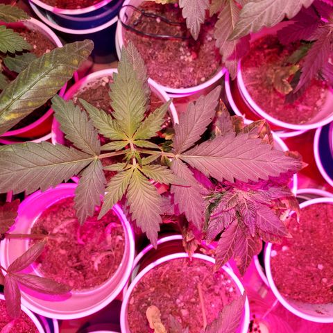 Unknown strain growlog photo: I think I got all deficiencies and toxicities under control 