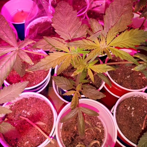 Unknown strain growlog photo: I think I got all deficiencies and toxicities under control 