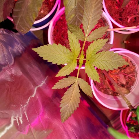Unknown strain growlog photo: I think I got all deficiencies and toxicities under control 