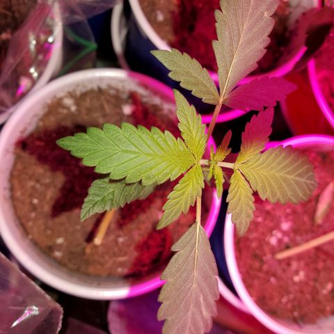 Unknown strain growlog photo: I think I got all deficiencies and toxicities under control 