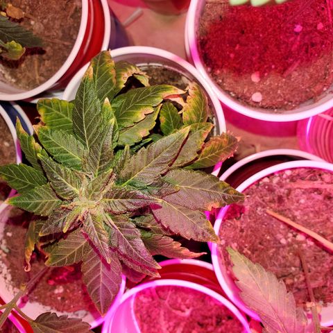 Unknown strain growlog photo: I think I got all deficiencies and toxicities under control 