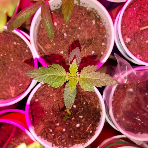 Unknown strain growlog photo: I think I got all deficiencies and toxicities under control 