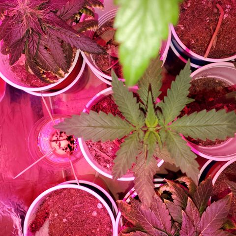 Unknown strain growlog photo: I think I got all deficiencies and toxicities under control 