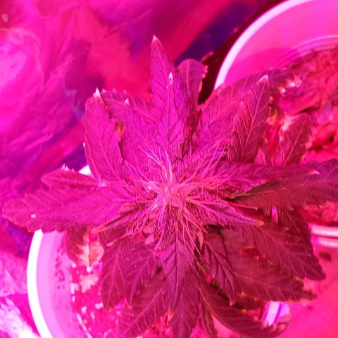 Unknown strain growlog photo: I think I got all deficiencies and toxicities under control 