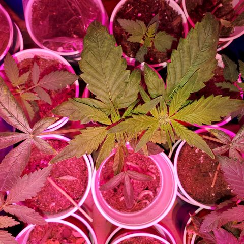 Unknown strain growlog photo: I think I got all deficiencies and toxicities under control 