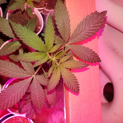 Unknown strain growlog photo: One that looks burnt to a crisp, has topped herself it seems 
