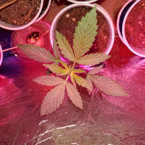 Unknown strain growlog photo: One that looks burnt to a crisp, has topped herself it seems 