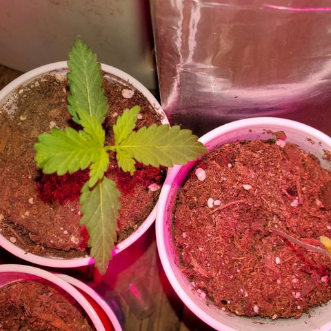 Unknown strain growlog photo: One that looks burnt to a crisp, has topped herself it seems 