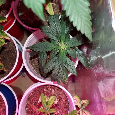 Unknown strain growlog photo: One that looks burnt to a crisp, has topped herself it seems 