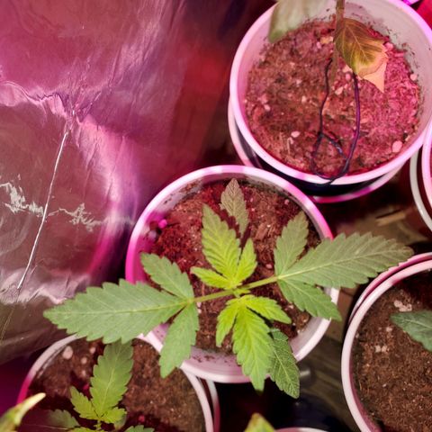 Unknown strain growlog photo: One that looks burnt to a crisp, has topped herself it seems 
