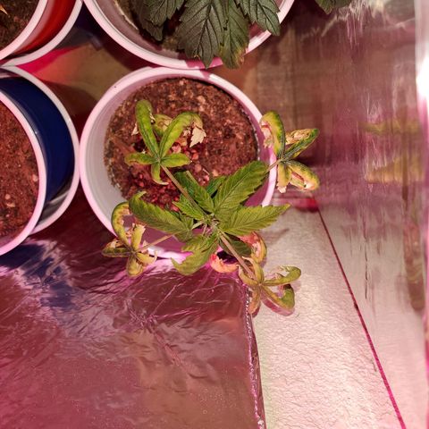 Unknown strain growlog photo: One that looks burnt to a crisp, has topped herself it seems 