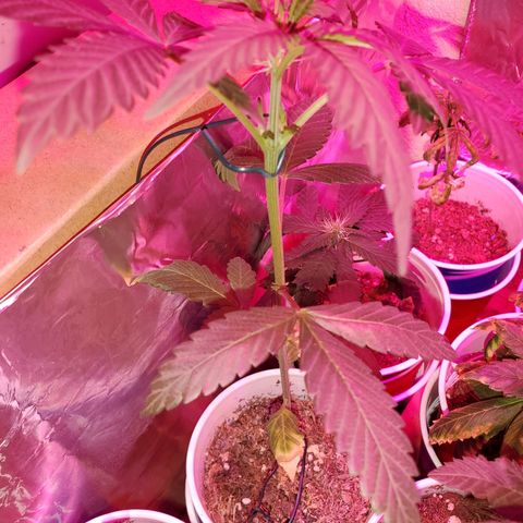 Unknown strain growlog photo: One that looks burnt to a crisp, has topped herself it seems 