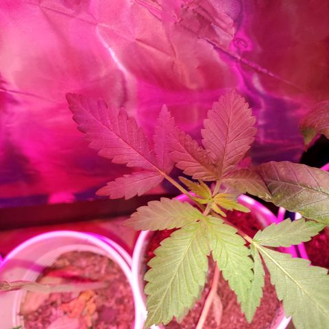 Unknown strain growlog photo: Looking good
