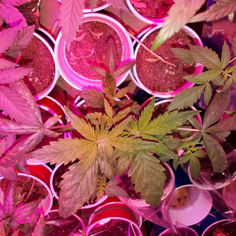 Unknown strain growlog photo: Looking good