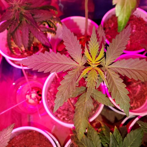 Unknown strain growlog photo: Looking good