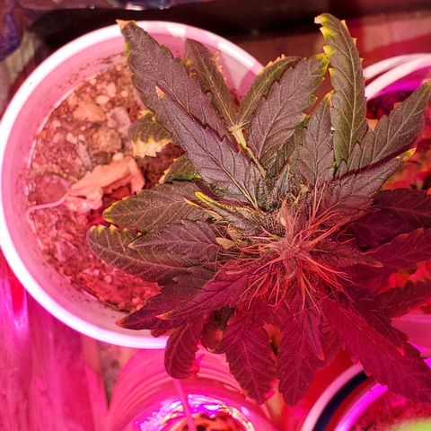 Unknown strain growlog photo: Looking good