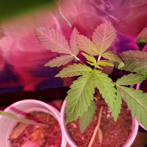 Unknown strain growlog photo: Looking good