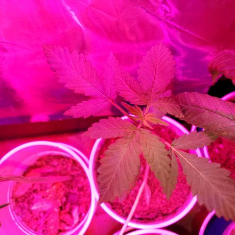 Unknown strain growlog photo: Looking good