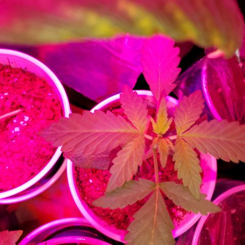 Unknown strain growlog photo: Looking good