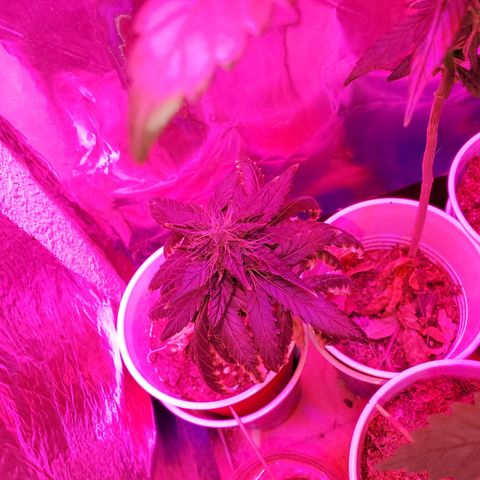 Unknown strain growlog photo: Looking good