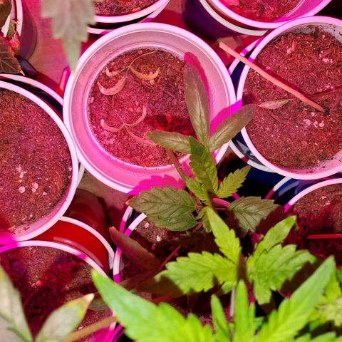 Unknown strain growlog photo: Looking good