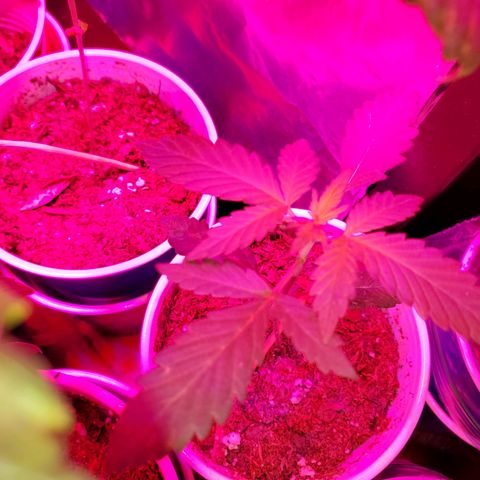 Unknown strain growlog photo: Looking good