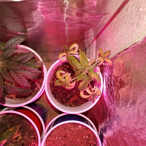 Unknown strain growlog photo: Getting there on a few.. seedlings are looking really healthy.  Too me atleast